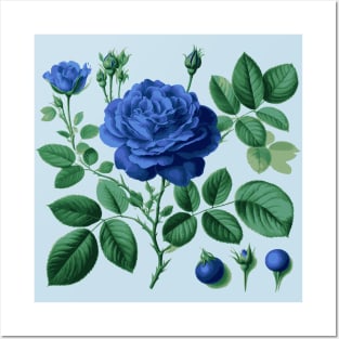 Blue rose Posters and Art